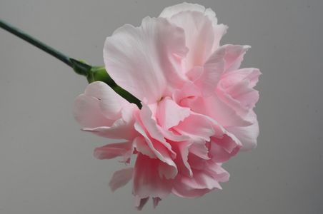 ピンクの花